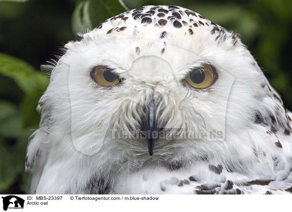 Arctic owl / MBS-23397