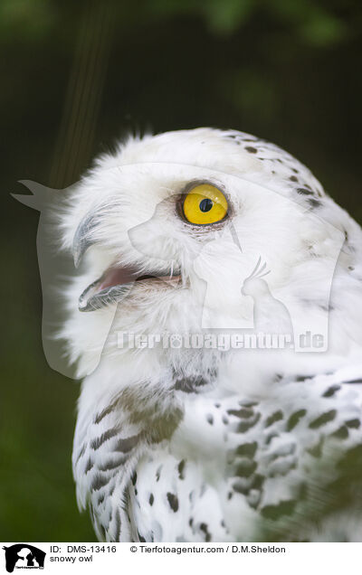 Schneeeule / snowy owl / DMS-13416