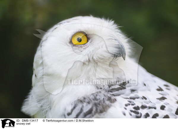 Schneeeule / snowy owl / DMS-13417