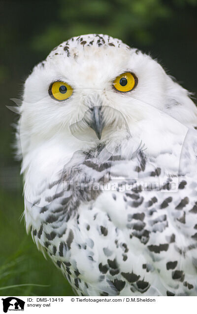 Schneeeule / snowy owl / DMS-13419