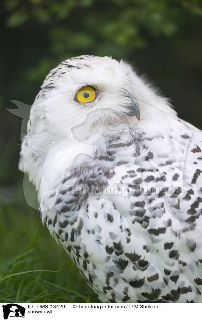 Schneeeule / snowy owl / DMS-13420