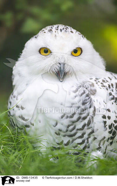 Schneeeule / snowy owl / DMS-13435