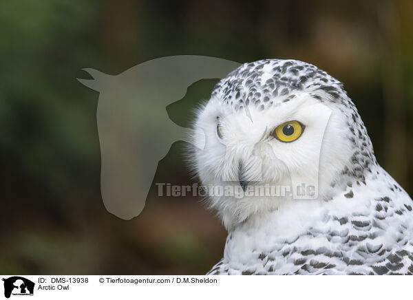Arctic Owl / DMS-13938