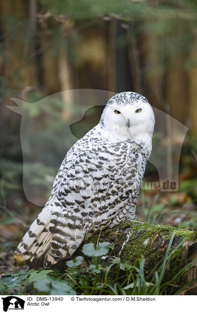 Schneeeule / Arctic Owl / DMS-13940