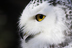 snow owl