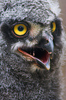 snow owl