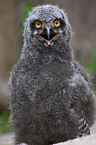 snow owl