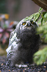 snow owl