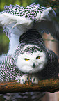 snow owl