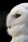 snow owl