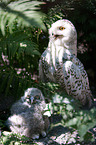 arctic owls