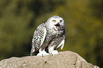 snow owl