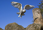 snow owl