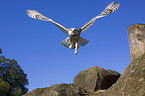 snow owl