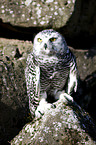 snow owl