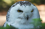 snow owl