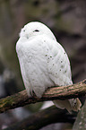 Arctic owl