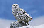 snowy owl