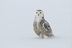Arctic owl