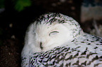 Arctic owl