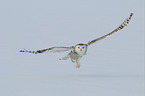 Arctic owl