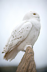 Arctic owl