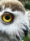 Arctic owl