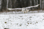 Snowy owl in the winter