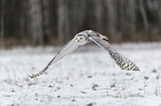 Snowy owl in the winter