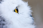 Arctic Owl