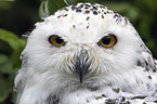 Arctic owl