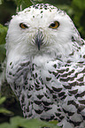 Arctic owl