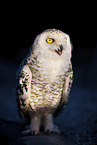 Arctic owl
