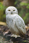 Snowy owl
