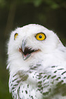 snowy owl
