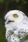 snowy owl