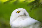 snowy owl
