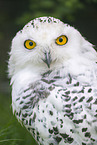 snowy owl