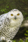 snowy owl