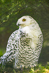 snowy owl