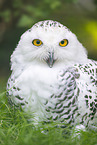snowy owl