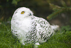 snowy owl