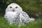snowy owl