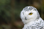 Arctic Owl