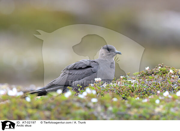 Schmarotzerraubmwe / Arctic skua / AT-02197
