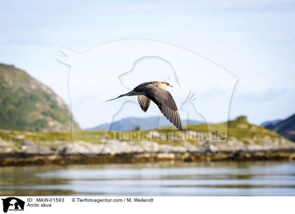 Arctic skua / MAW-01593