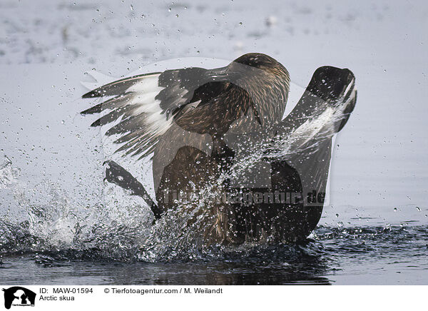 Schmarotzerraubmwe / Arctic skua / MAW-01594