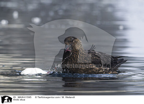 Schmarotzerraubmwe / Arctic skua / MAW-01595