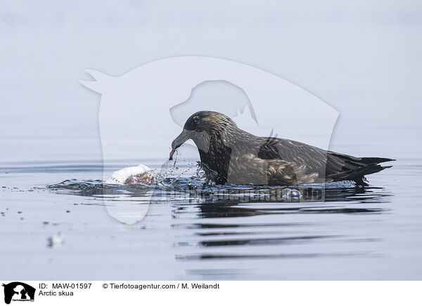 Schmarotzerraubmwe / Arctic skua / MAW-01597