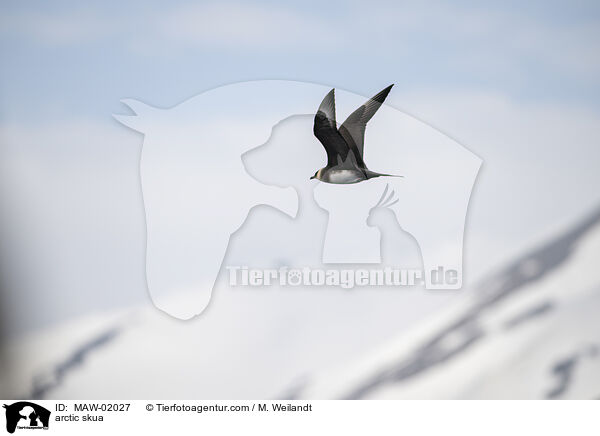 Schmarotzerraubmwe / arctic skua / MAW-02027